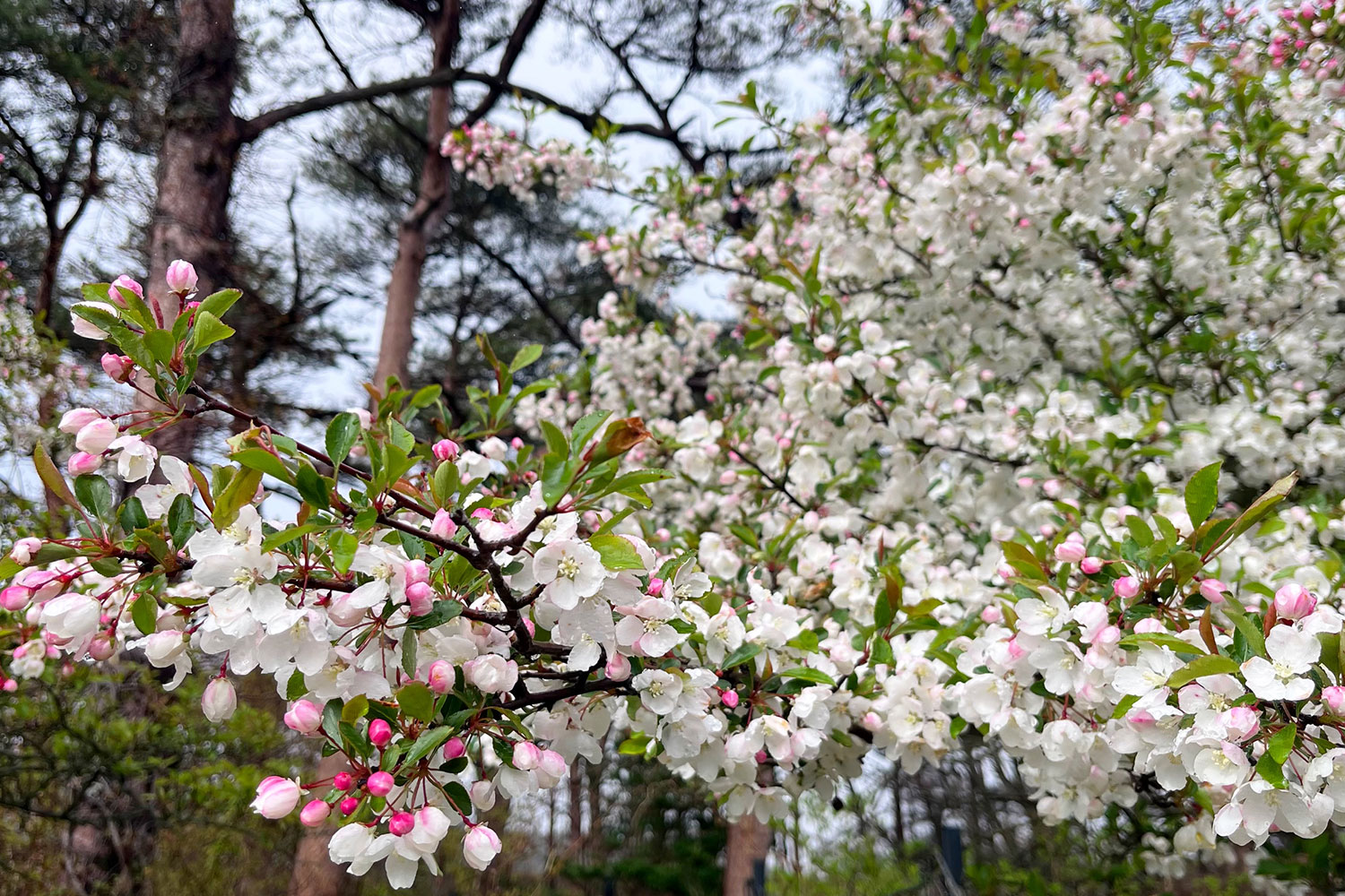 nokaido-flower.jpg