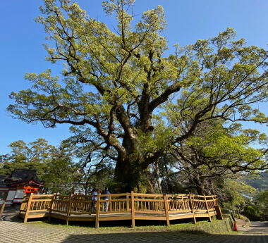 <蒲生の大楠>