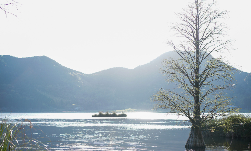 「落羽松」(らくうしょう)