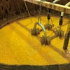 CEDARシリーズDAWN玉茜　木桶仕込み
