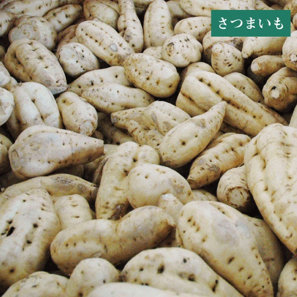 野海棠はなまい