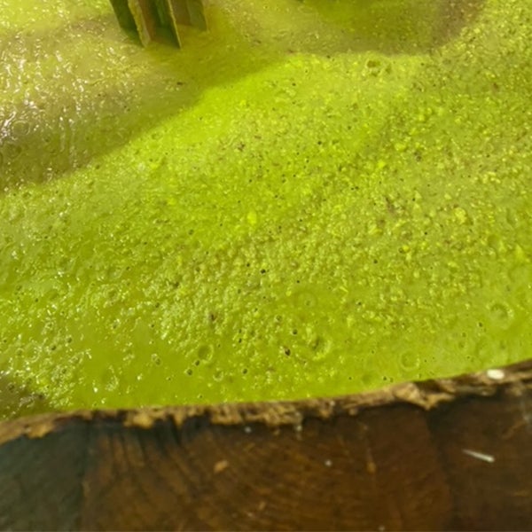 木桶仕込み芋焼酎CEDARシリーズWHISPER紅まさりを、木桶で仕込むの様子